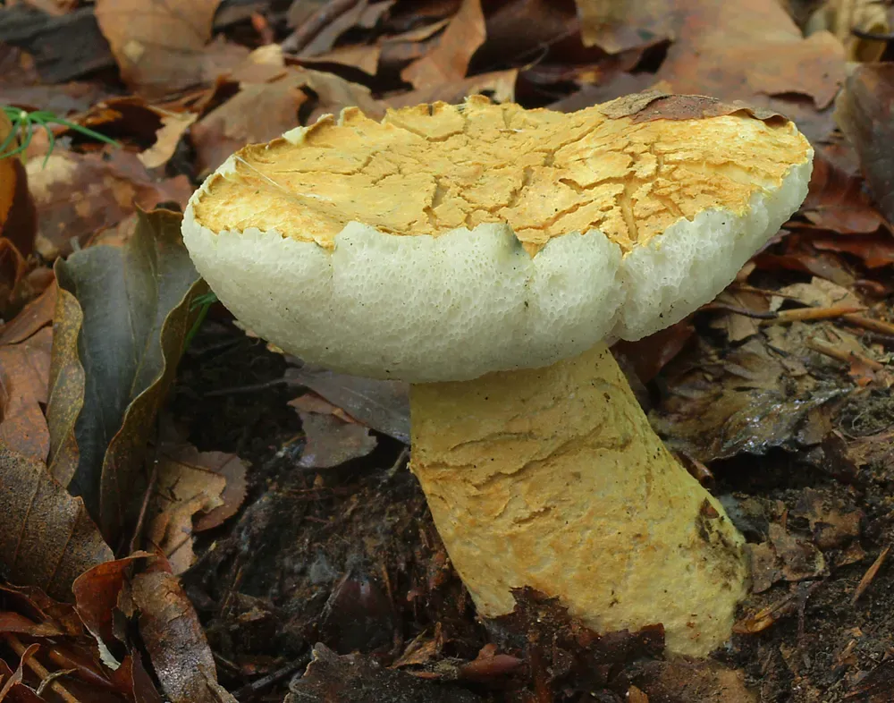 Гіропор синіючий (синяк) (Gyroporus cyanescens)