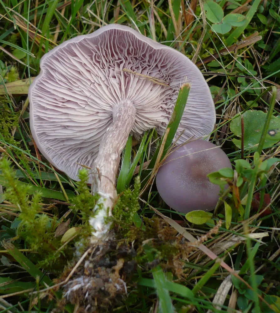 Лепіста брудна (Lepista sordida)