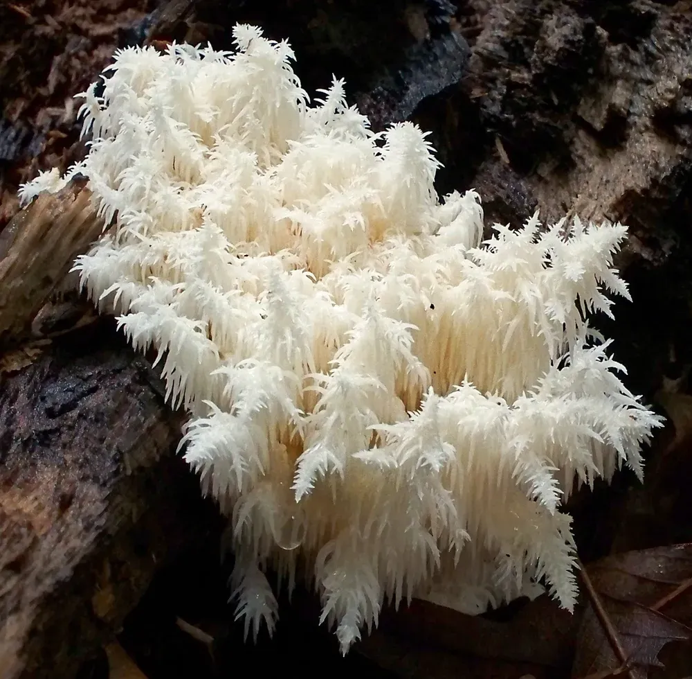 Геріцій коралоподібний (Hericium coralloides)