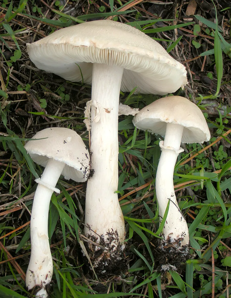 Лепіота червонопластинчаста (Leucoagaricus leucothites)