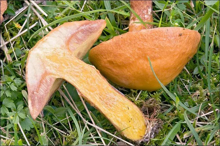 Ґрунт — гриби з ознакою «Ґрунт»