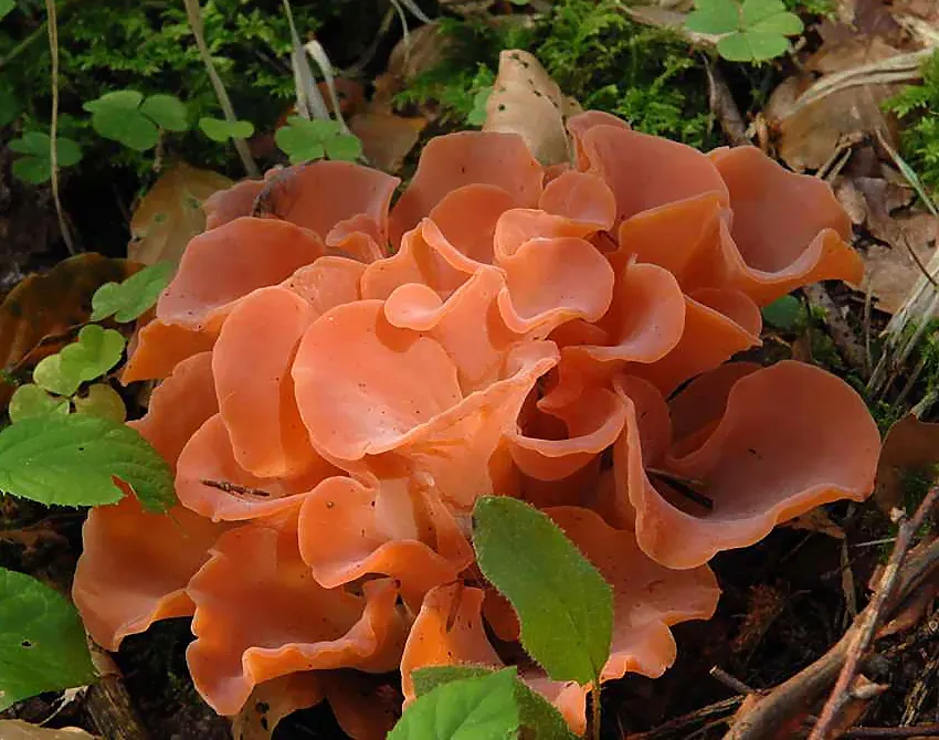 Гуепінія гельвеловидна (Guepinia helvelloides)