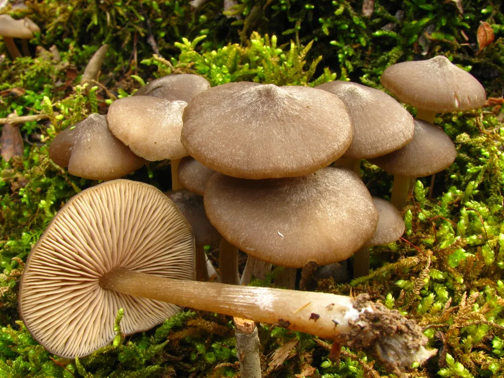 Ентолома весняна (Entoloma vernum)
