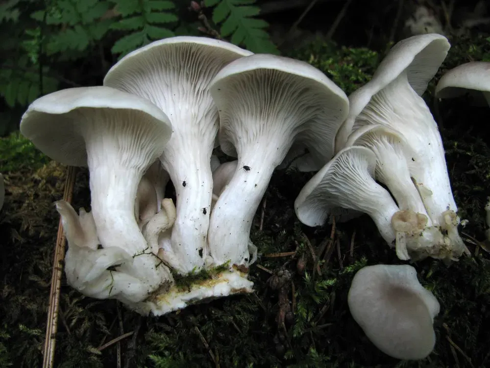 Глива ріжковидна (Pleurotus cornucopiae)