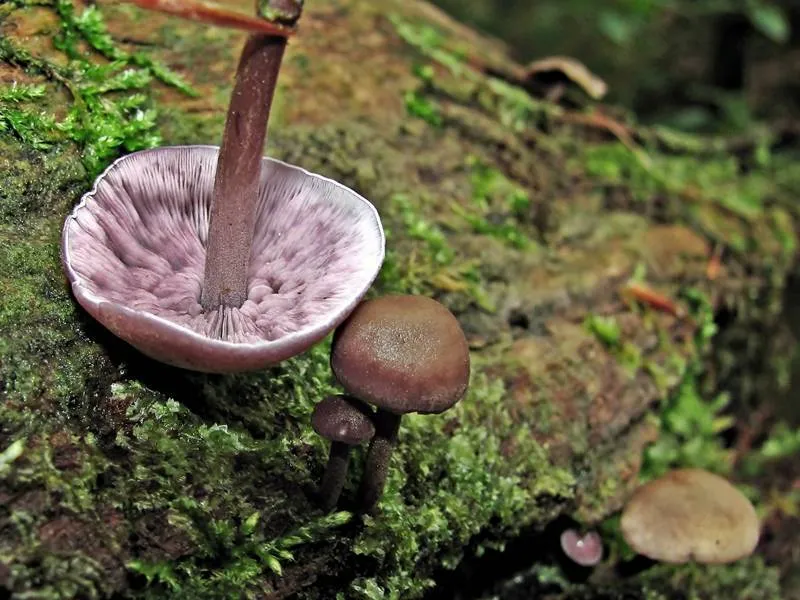 Беоспора багатопластинкова (Baeospora myriadophylla)