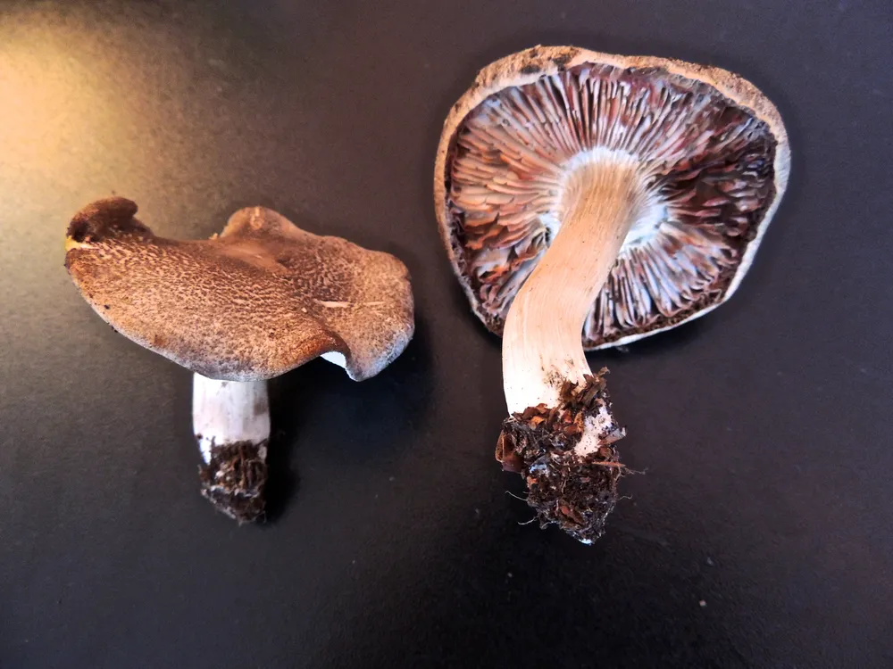 Рядовка червонувата (Tricholoma orirubens)