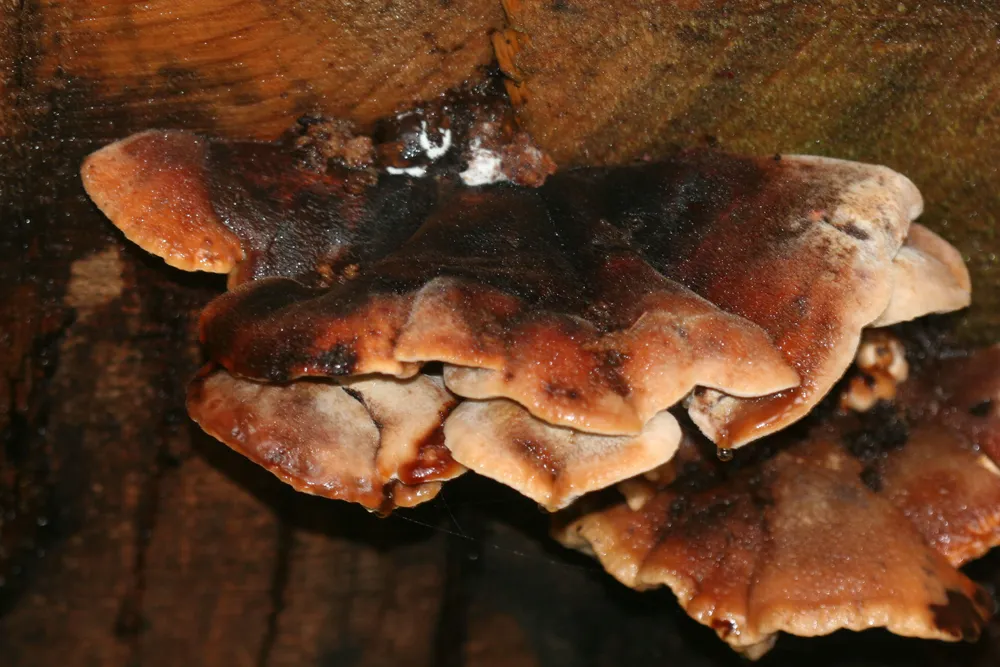 Амілоцистис лапландський (Amylocystis lapponicus)
