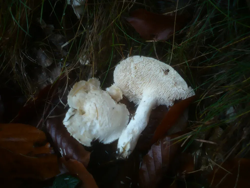 Їжовик білий (Hydnum albidum)