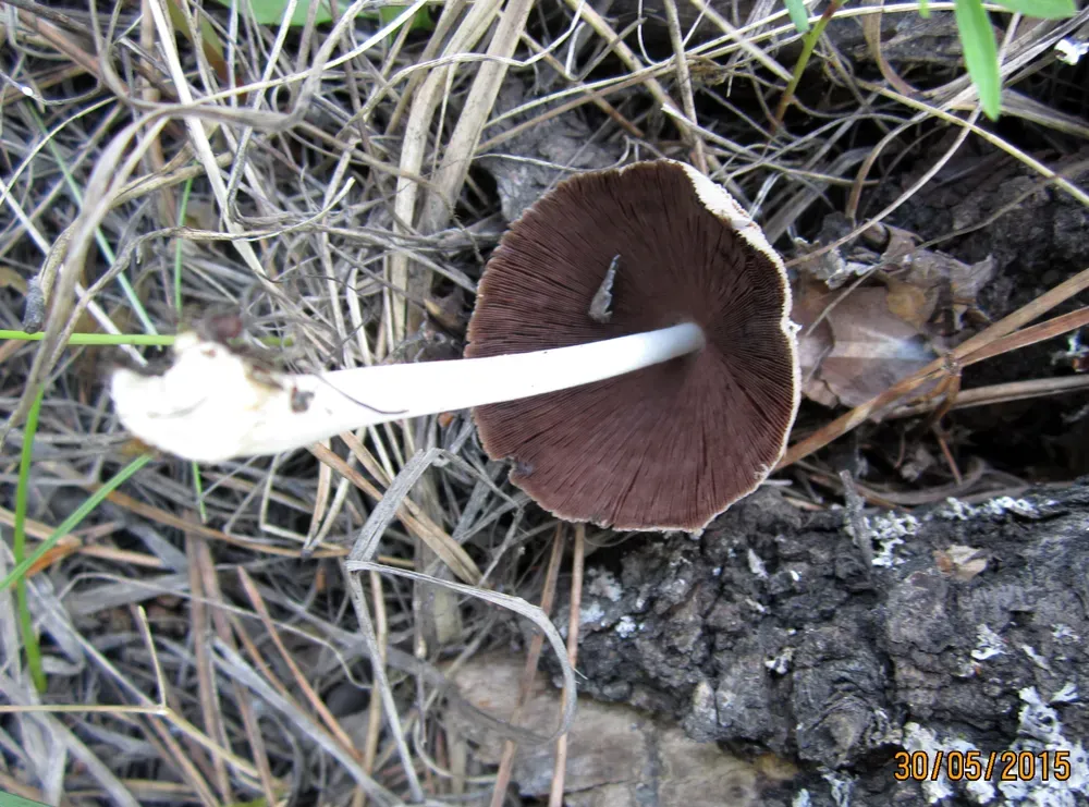 Гнойовик звичайний (Coprinopsis cinerea)
