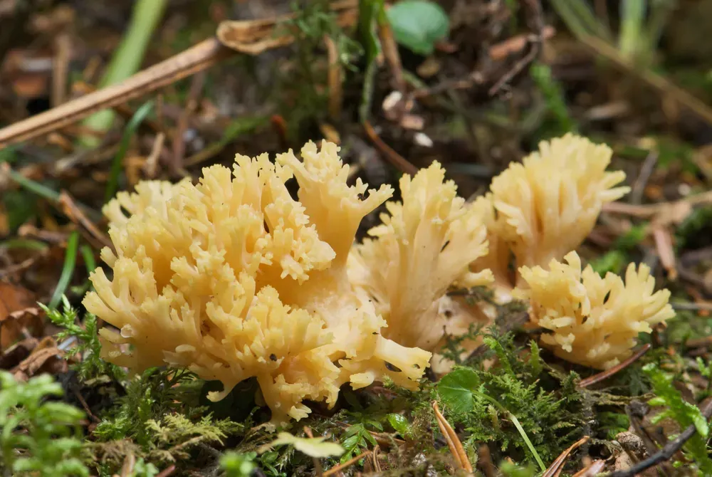 Рамарія жовта (Ramaria flava)