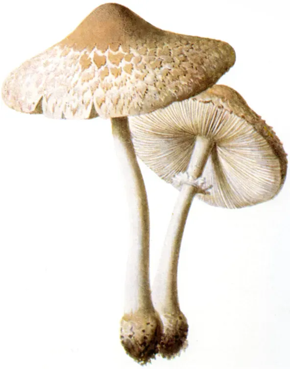 Гриб-зонтик польовий (Agaricus excoriatus)