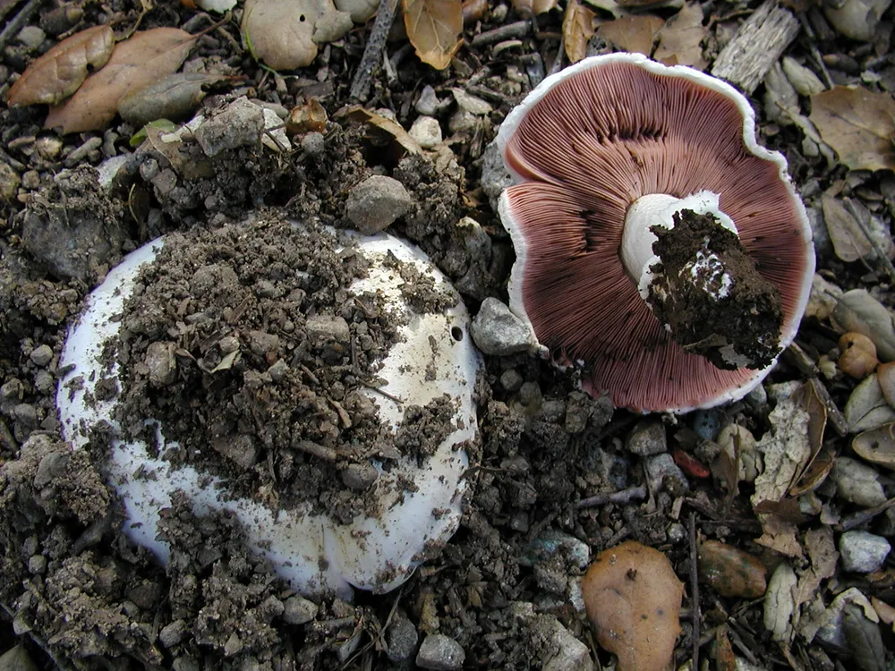 Печериця їстівна (Agaricus bitorquis)