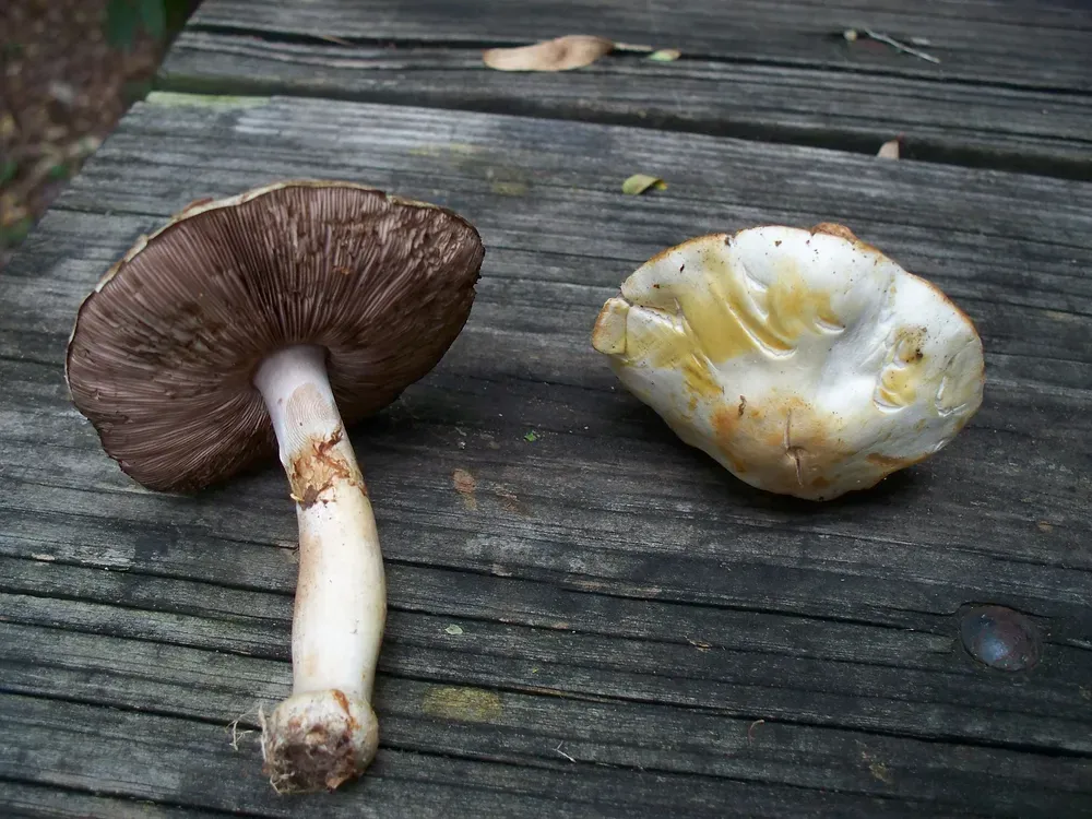 Печериця крива (Agaricus abruptibulbus)