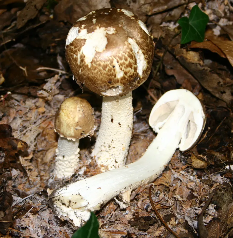 Печериця серпнева (Agaricus augustus)