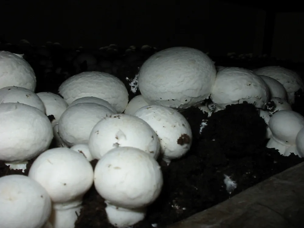 Печериця двоспорова (Agaricus bisporus)
