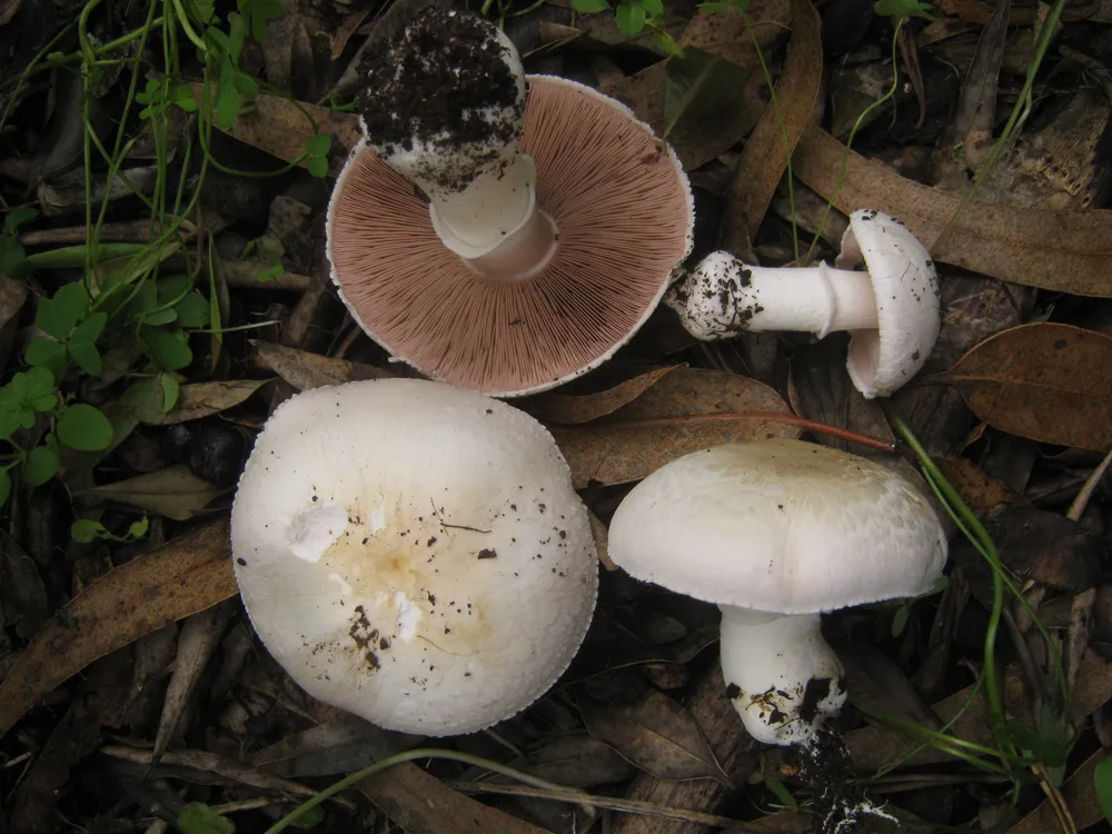 Печериця Романьєзі (Agaricus romagnesii)