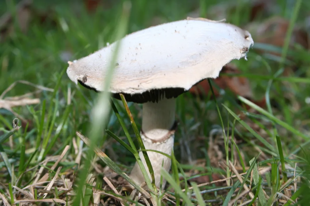 Печериця лугова (Agaricus campestris)