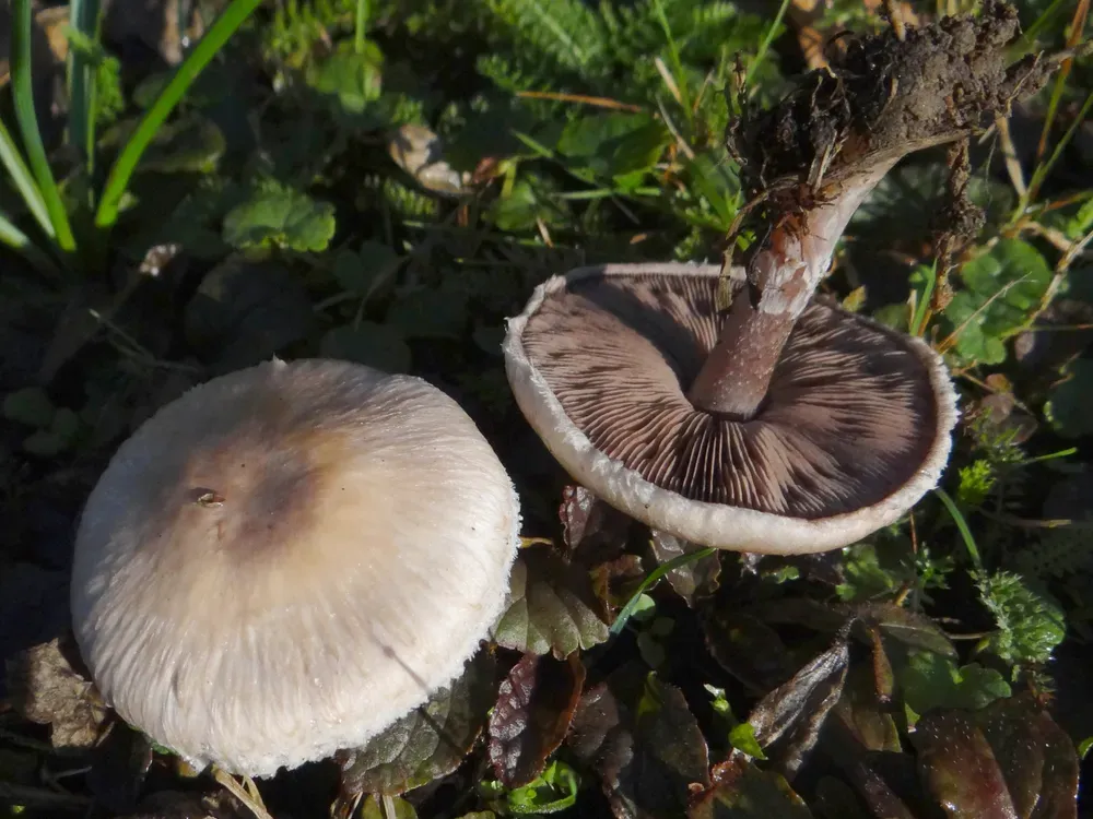 Печериця струнка (Agaricus comtulus)