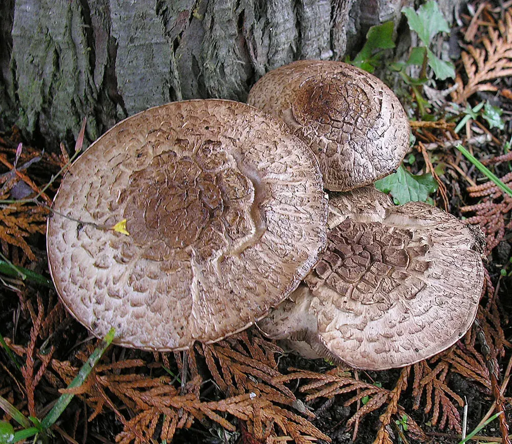 Печериця великоспорова (Agaricus crocodilinus)