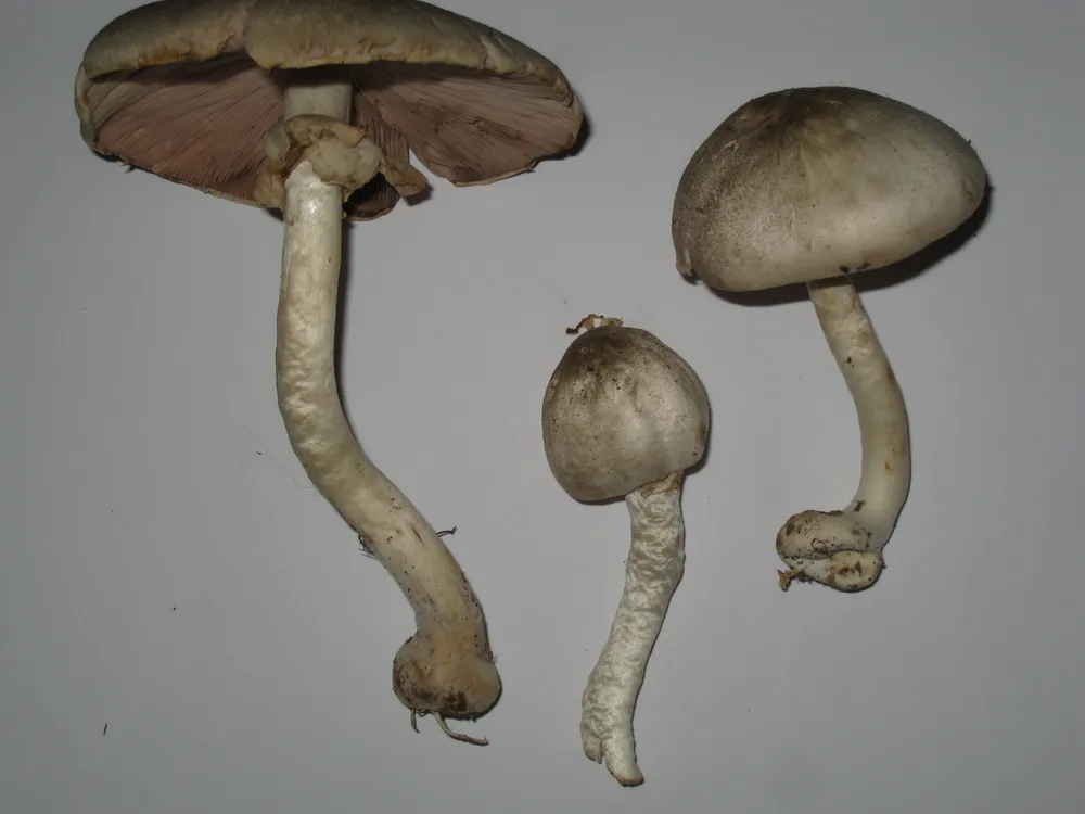 Печериця темно-луската отруйна (Agaricus placomyces)
