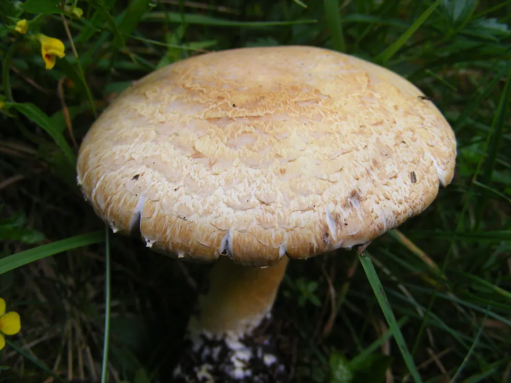 Печериця лісова (Agaricus silvaticus)