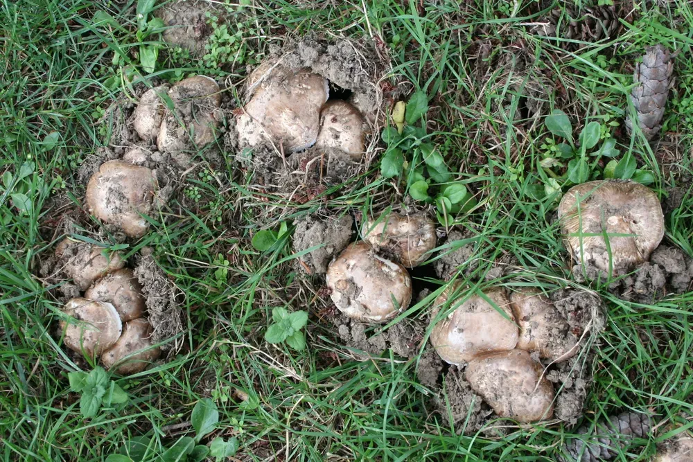 Печериця взута (Agaricus subperonatus)