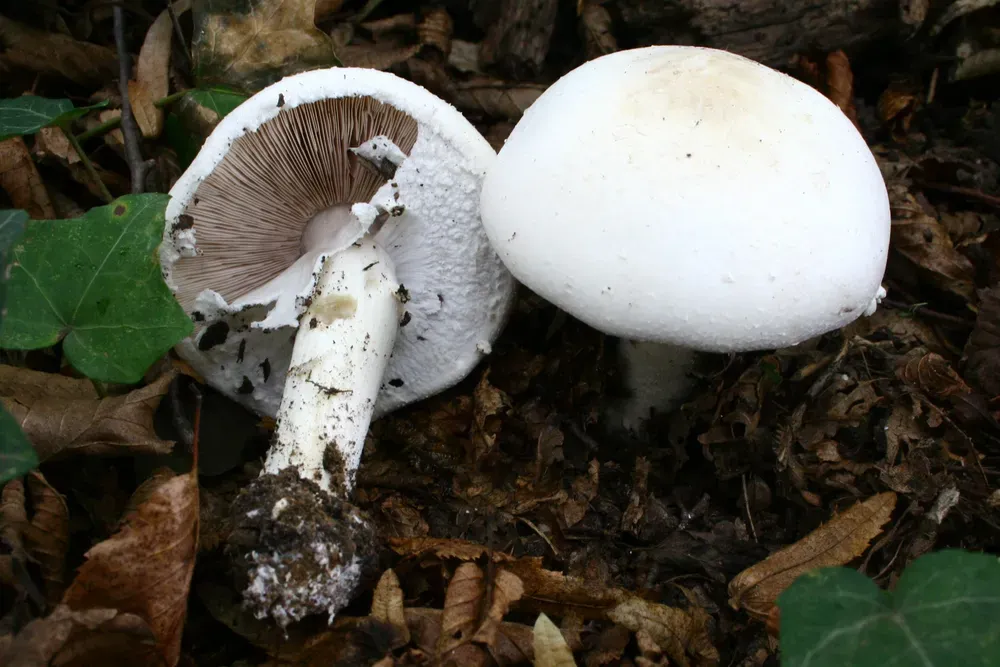 Печериця лісова гладенька (Agaricus sylvicola)