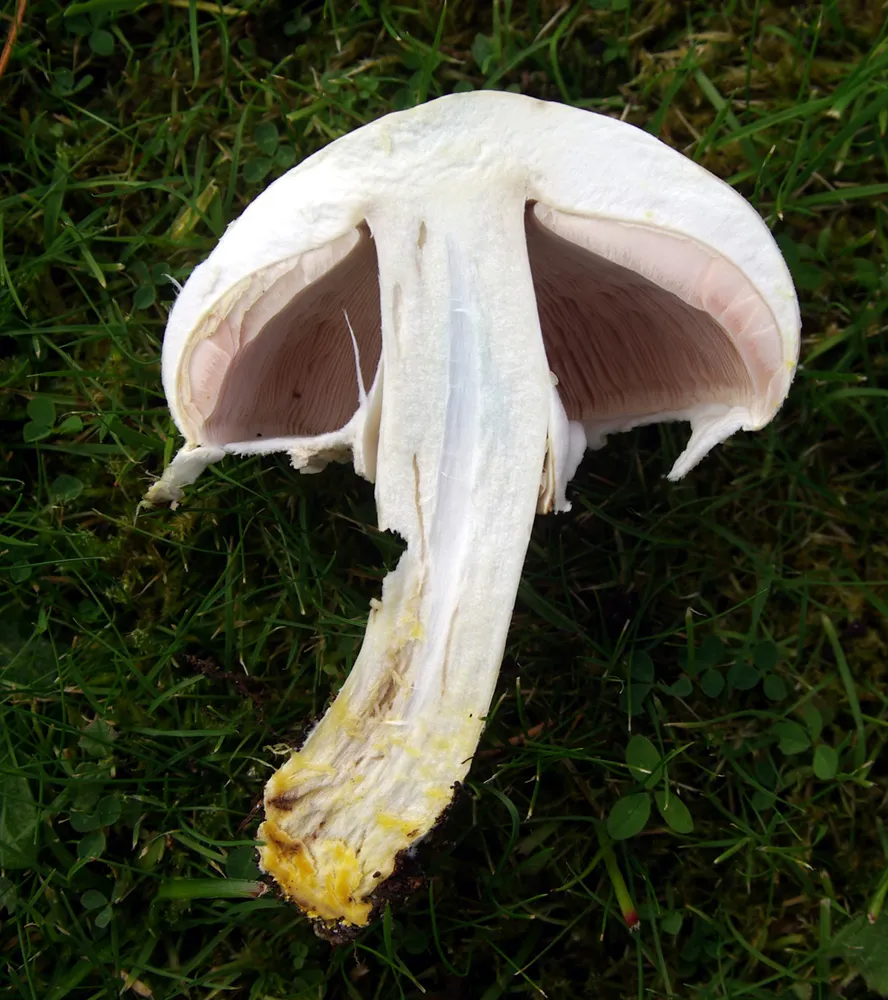Печериця рудіюча отруйна (Agaricus xanthodermus)