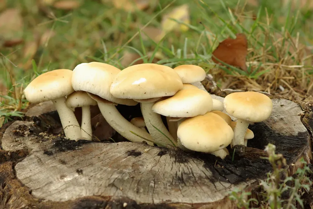 Опеньок тополевий (Cyclocybe aegerita)