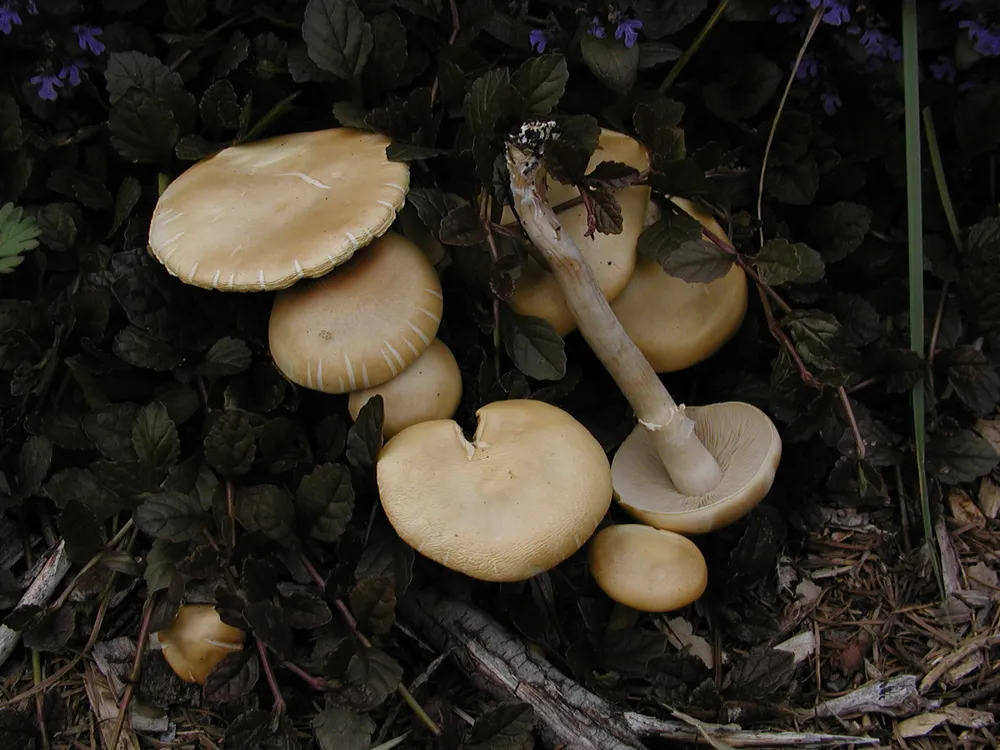 Агроцибе ранній (Agrocybe praecox)