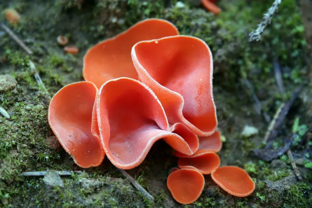 Алеврія помаранчева (Aleuria aurantia)