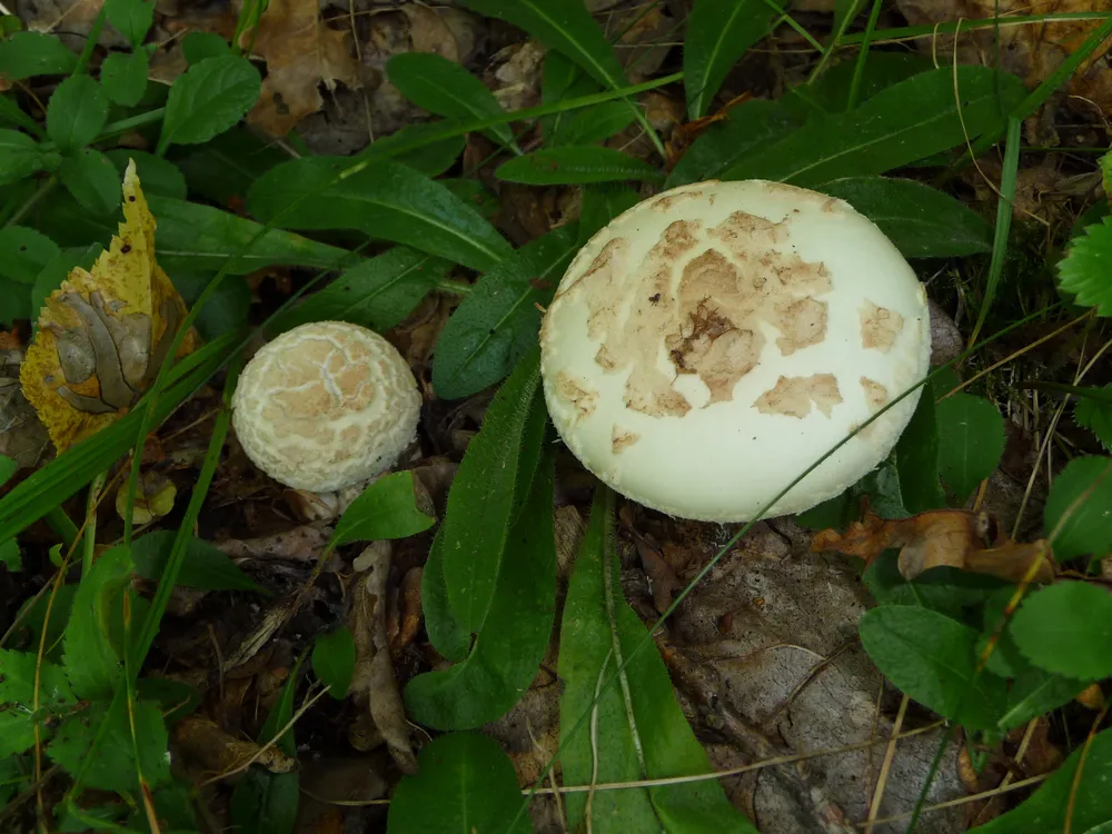 Мухомор цитриновий (Amanita citrina)