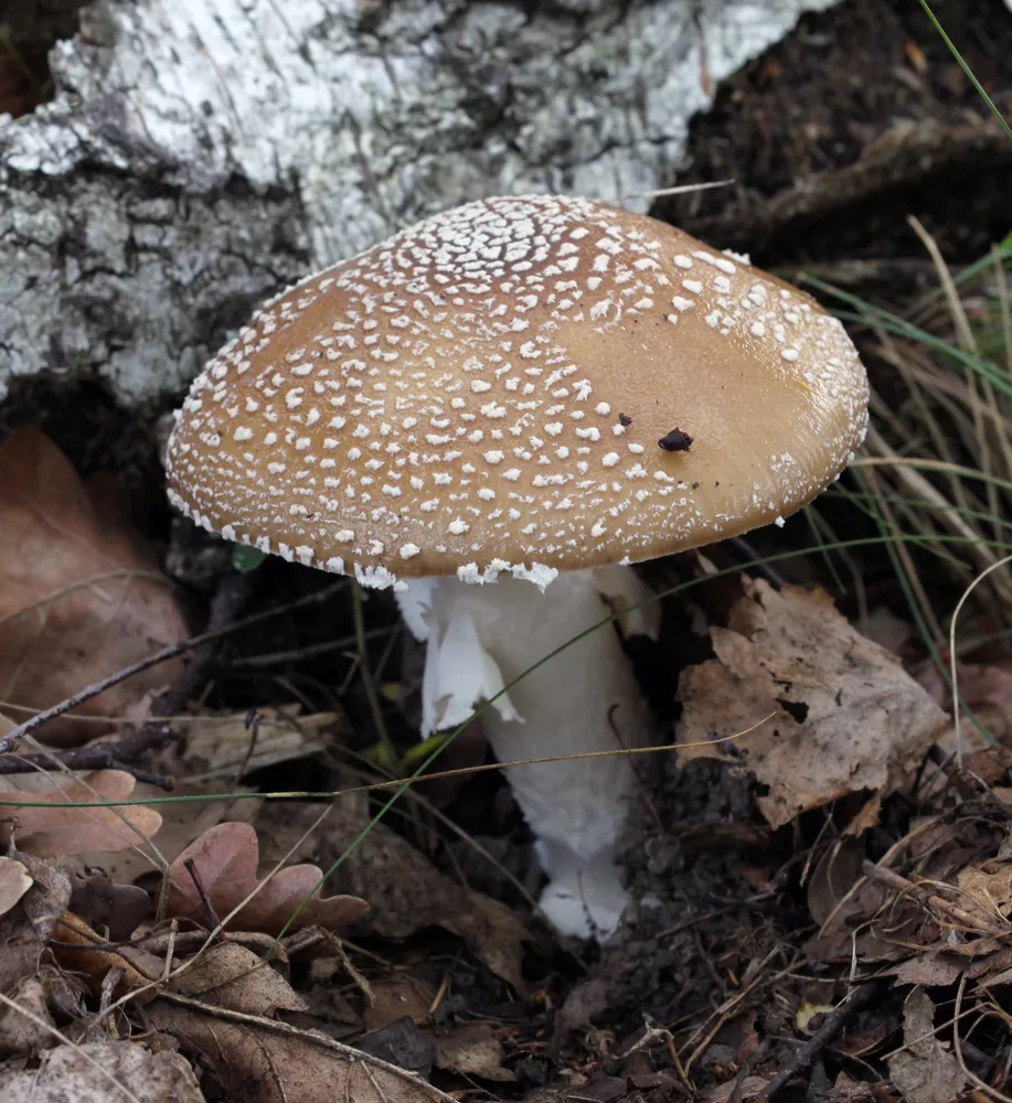 Мухомор пантеровий (Amanita pantherina)