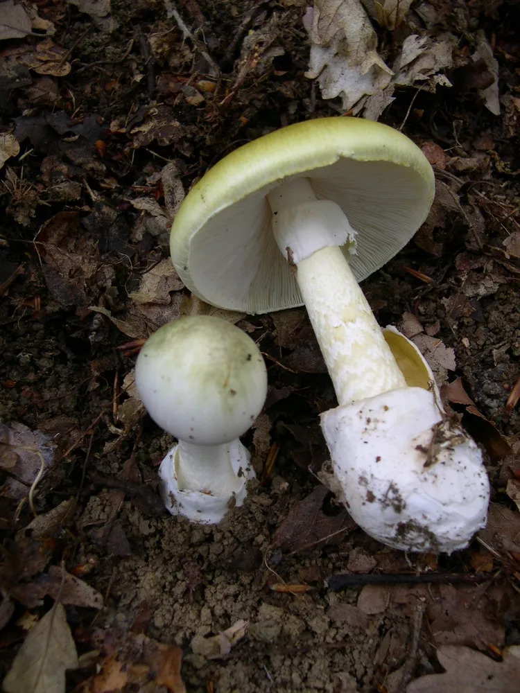 Бліда поганка (Amanita phalloides)