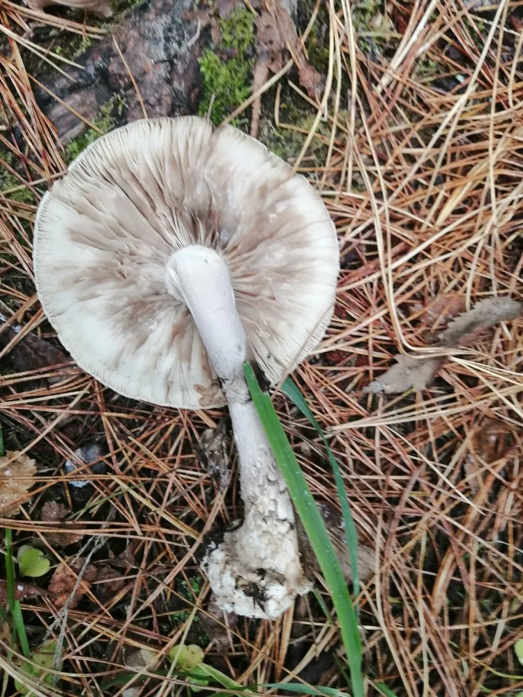 Мухомор пурпуровий (Amanita porphyria)