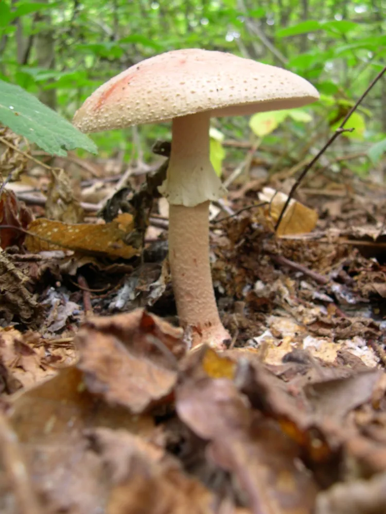 Мухомор червоніючий (Amanita rubescens)