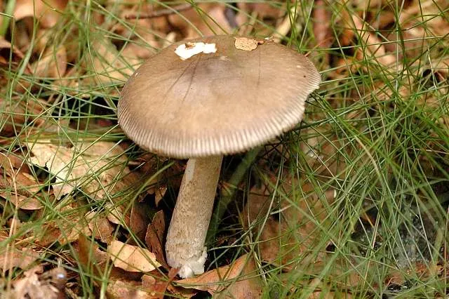 Мухомор Баттари (Amanita battarrae)