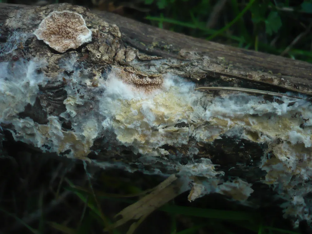 Амфінема ватоподібна (Amphinema byssoides)