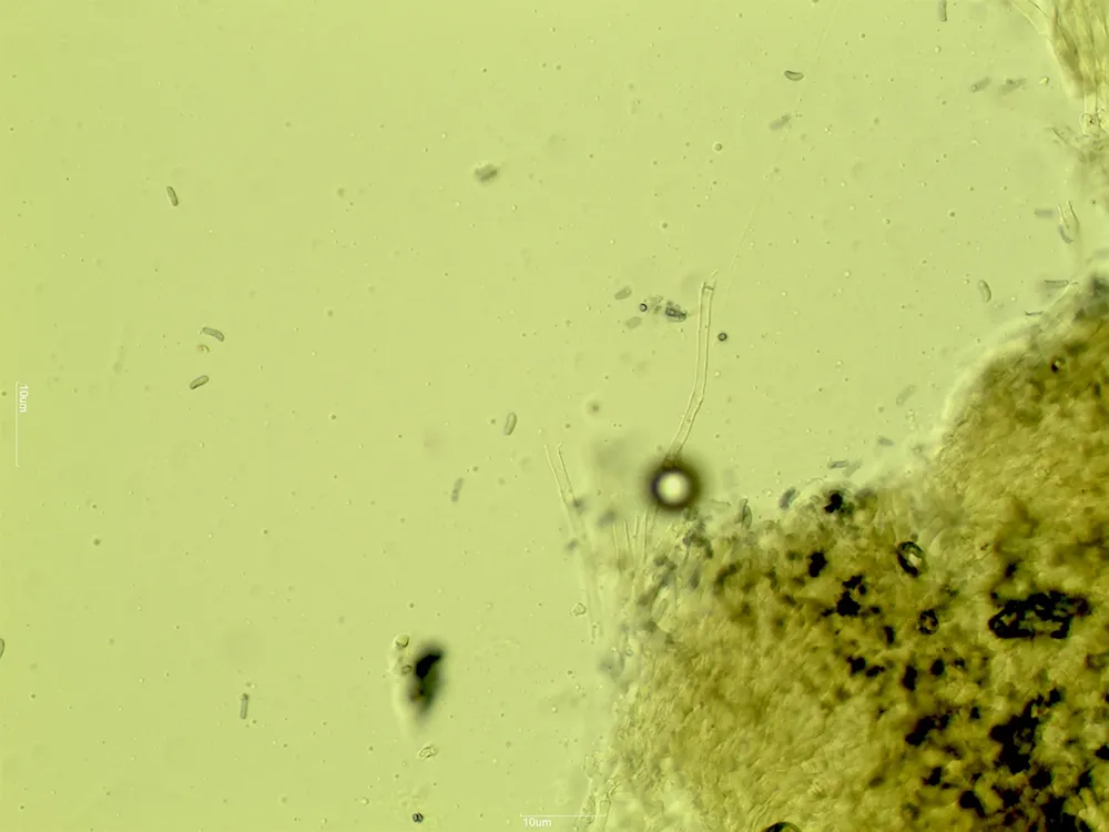 Амілокортицій цебенський (Amylocorticium cebennense)