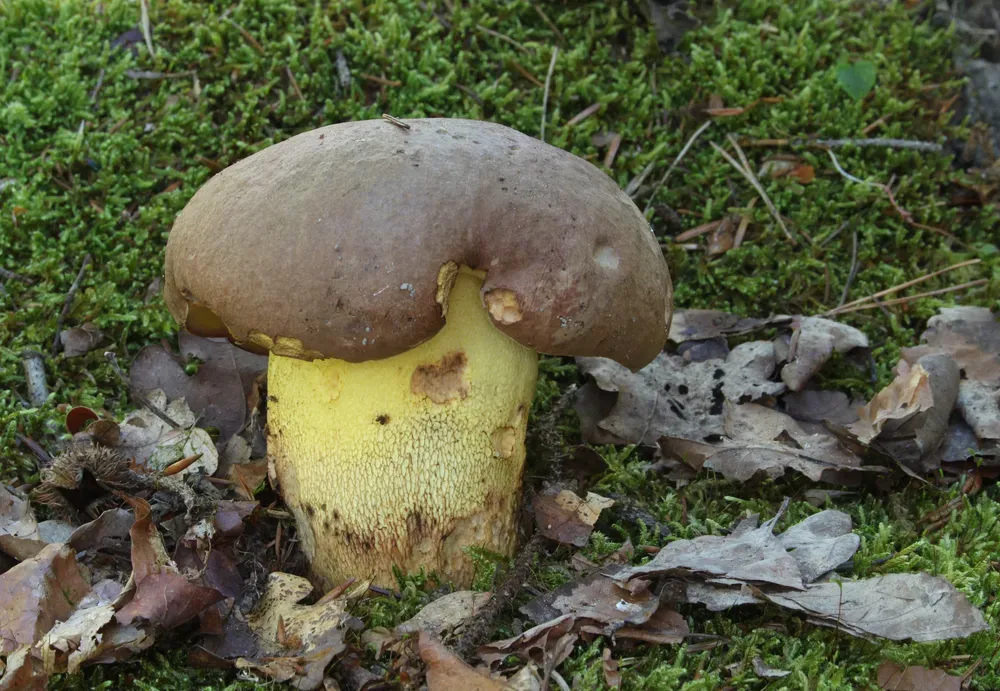 Боровик придатковий (Butyriboletus appendiculatus)