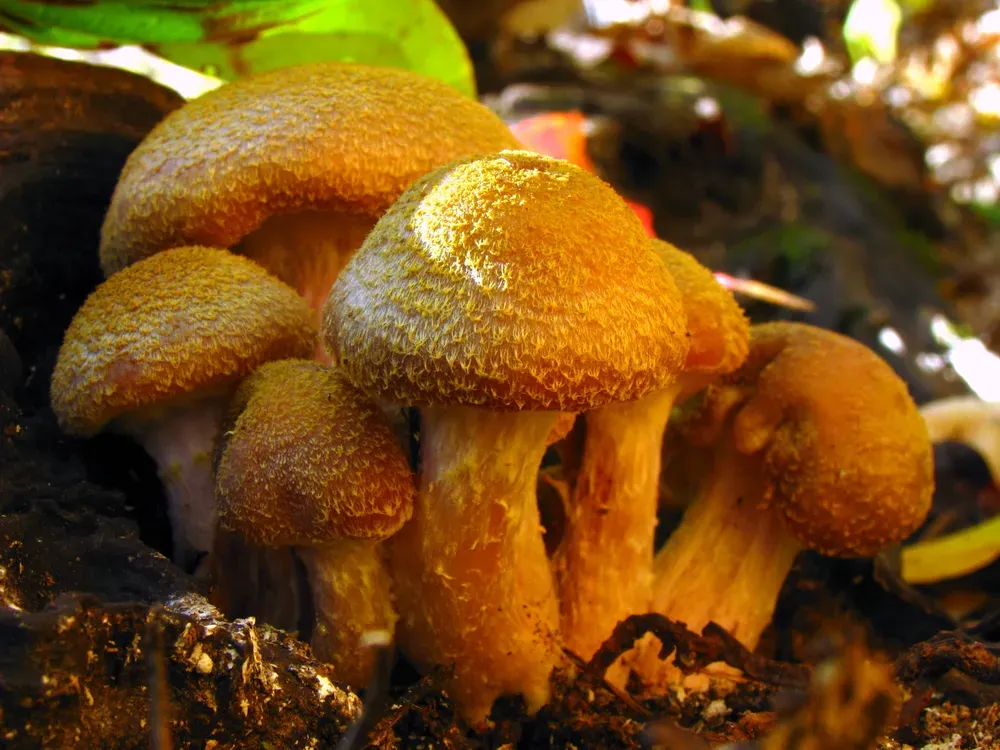 Опеньок товстоногий (Armillaria gallica)