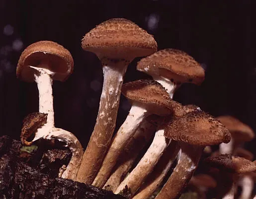 Опеньок темний (Armillaria ostoyae)