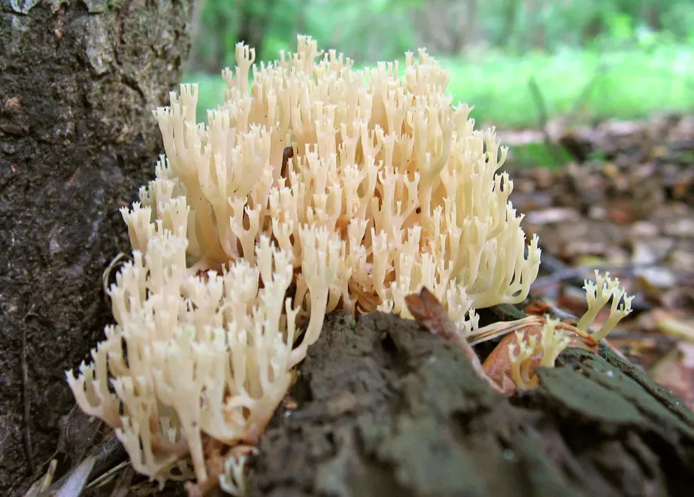 Артоміцес коробчастий (Artomyces pyxidatus)