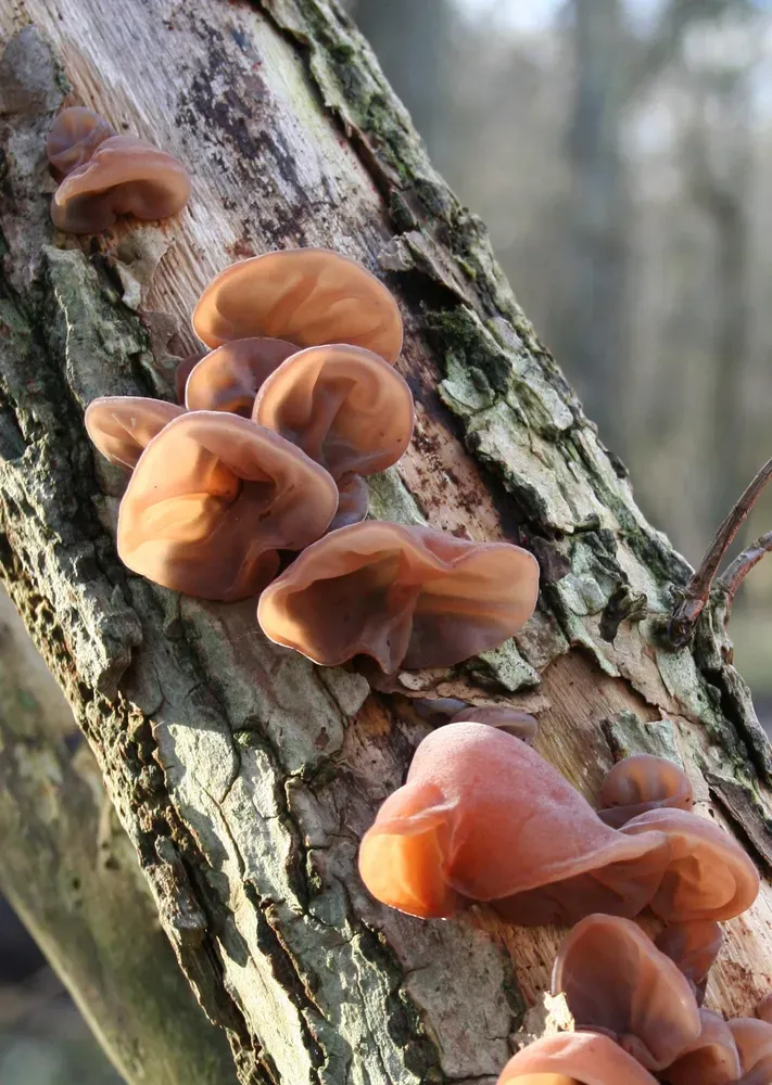 Аурикулярія вухоподібна (юдине вухо) (Auricularia auricula-judae)