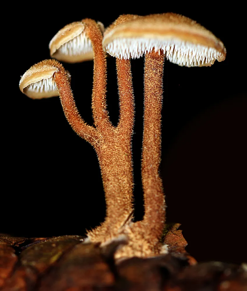 Аурискальпій звичайний (Auriscalpium vulgare)