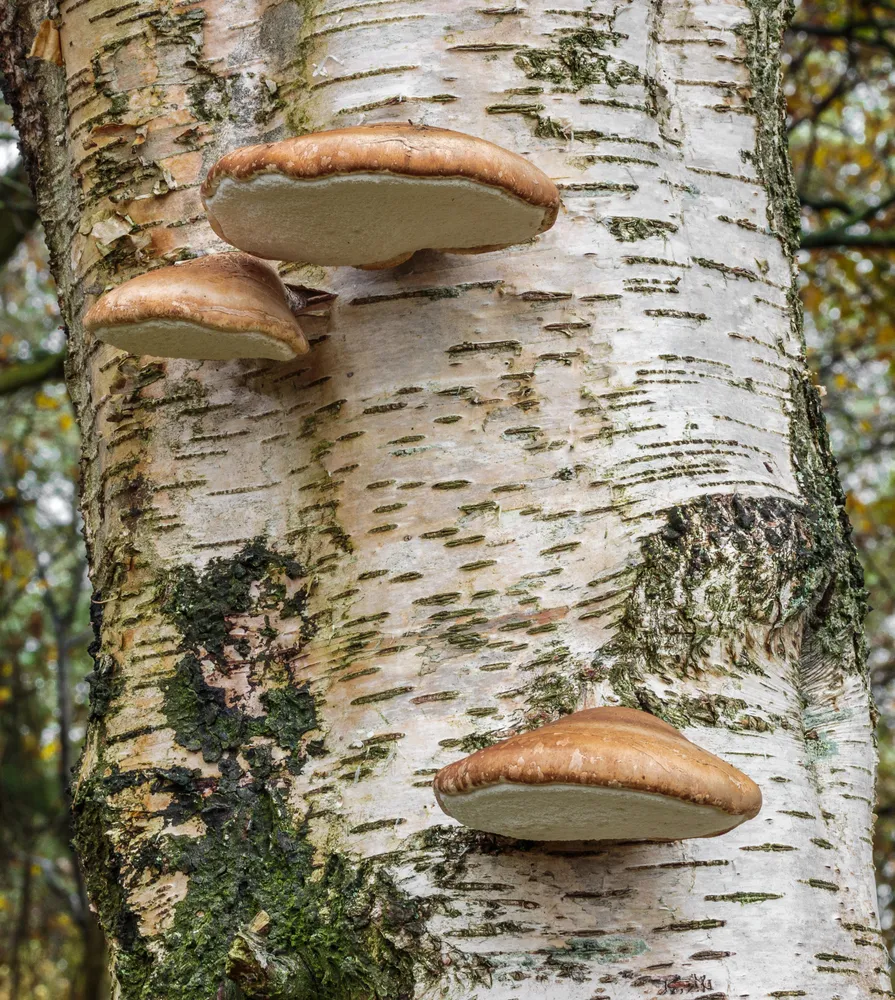 Березова губка (Fomitopsis betulina)