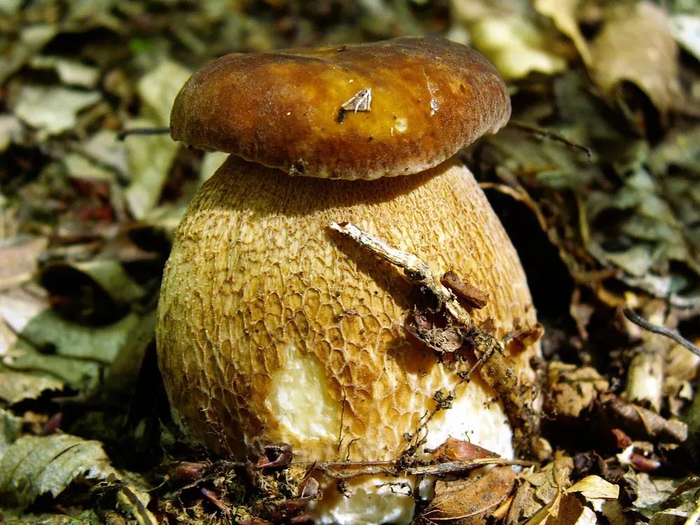 Білий гриб дубовий (сітчастий) (Boletus reticulatus)