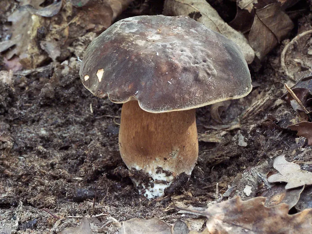 Боровик бронзовий (Boletus aereus)
