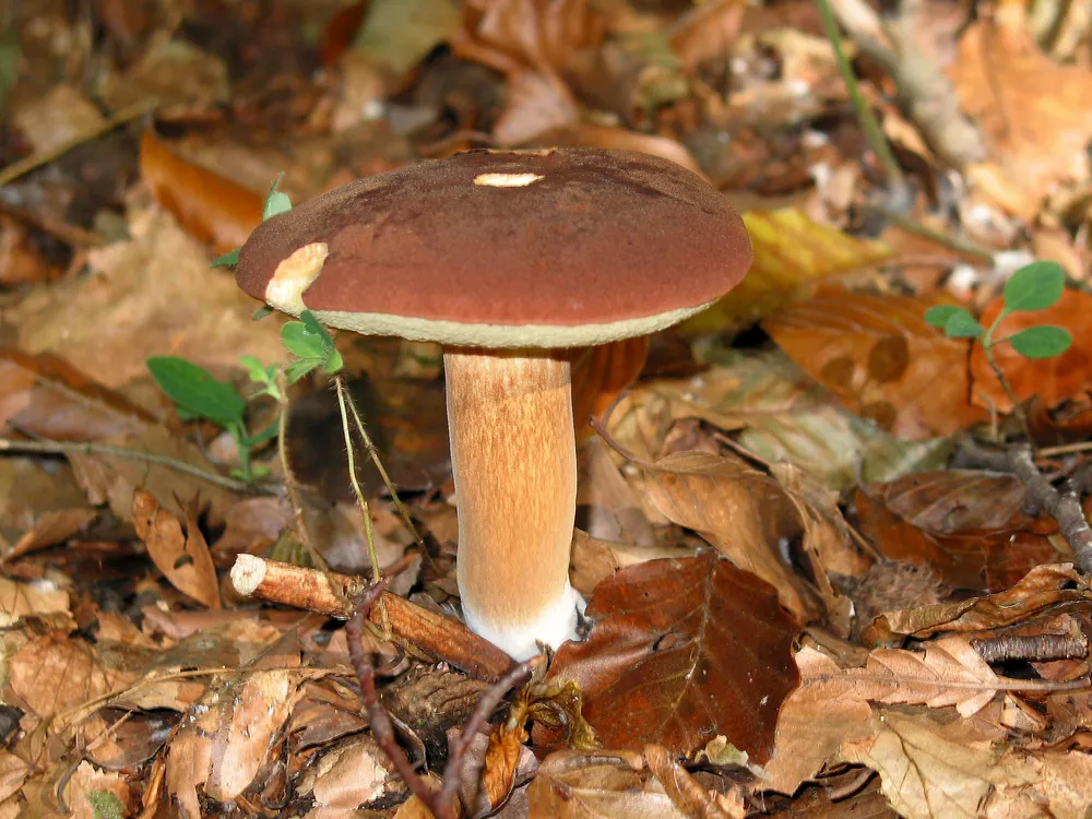 Польський гриб (Boletus badius)