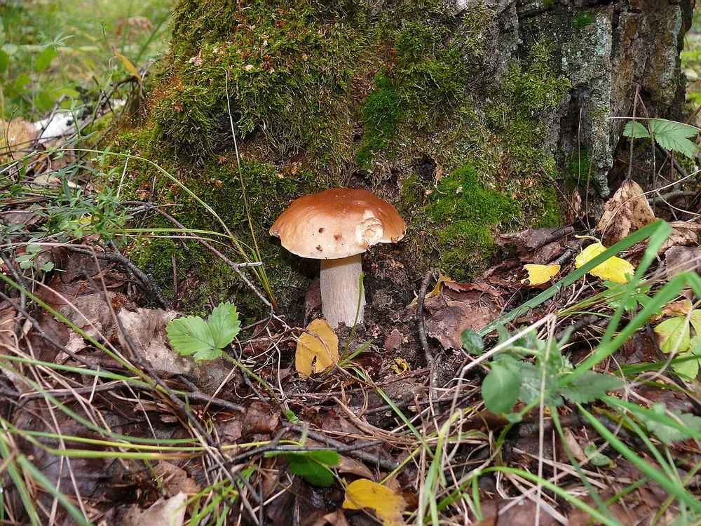 Білий гриб березовий (Boletus betulicola)